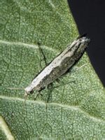 (九)菜蛾类害虫